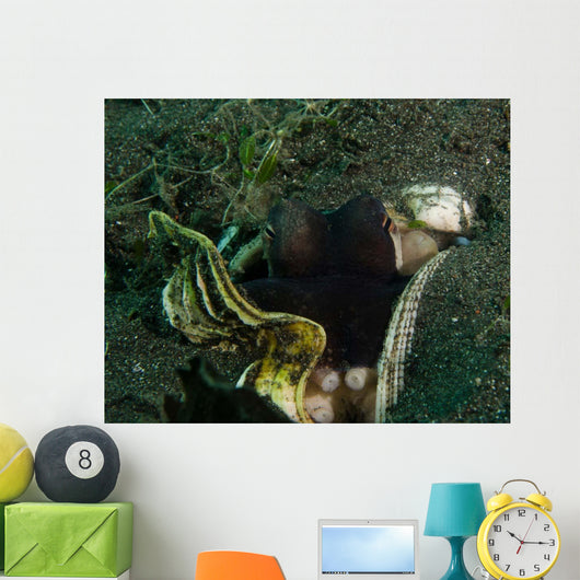 Coconut Octopus Sulawesi Indonesia Wall Decal