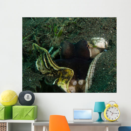 Coconut Octopus Sulawesi Indonesia Wall Decal