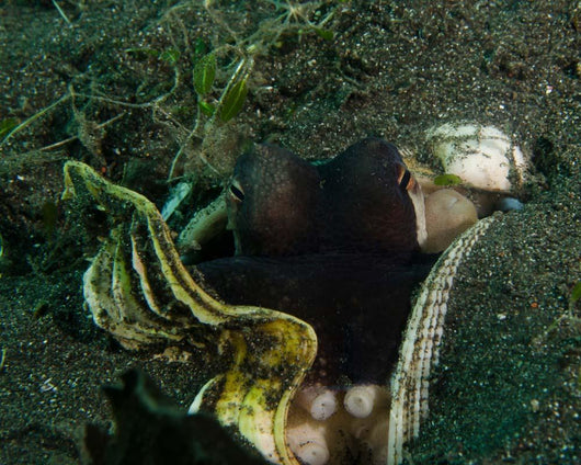 Coconut Octopus Sulawesi Indonesia Wall Decal
