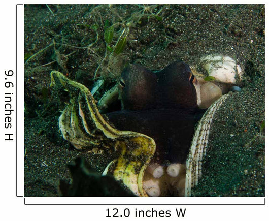 Coconut Octopus Sulawesi Indonesia Wall Decal