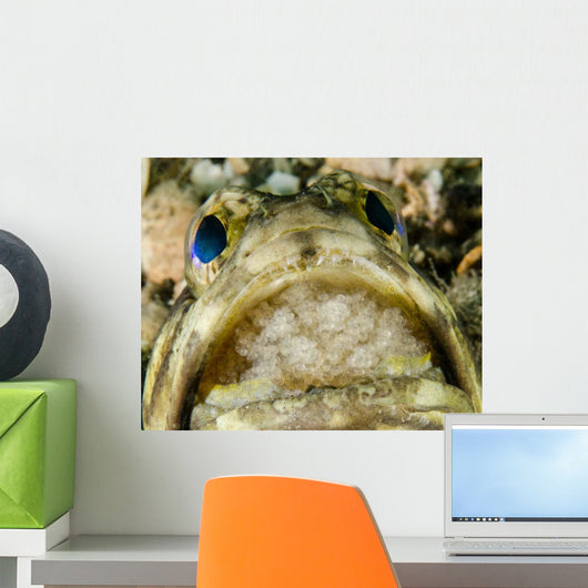 Jawfish Aerating Eggs Its Wall Decal