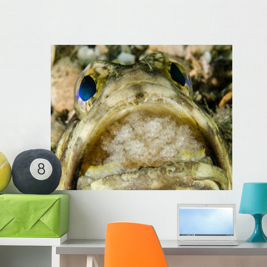 Jawfish Aerating Eggs Its Wall Decal