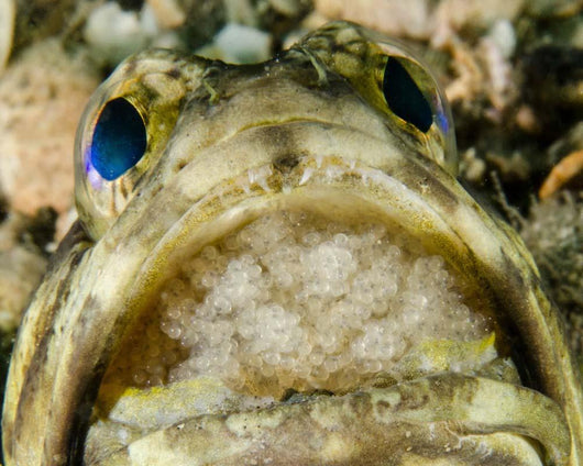 Jawfish Aerating Eggs Its Wall Decal