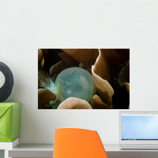 Egg with Developing Cuttlefish Wall Decal