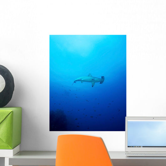 Scalloped Hammerhead Shark Socorros Wall Decal