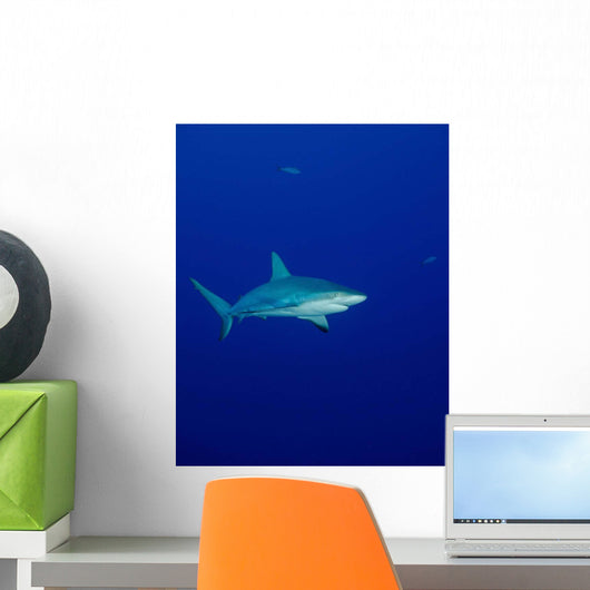 Caribbean Reef Shark Turks Wall Decal