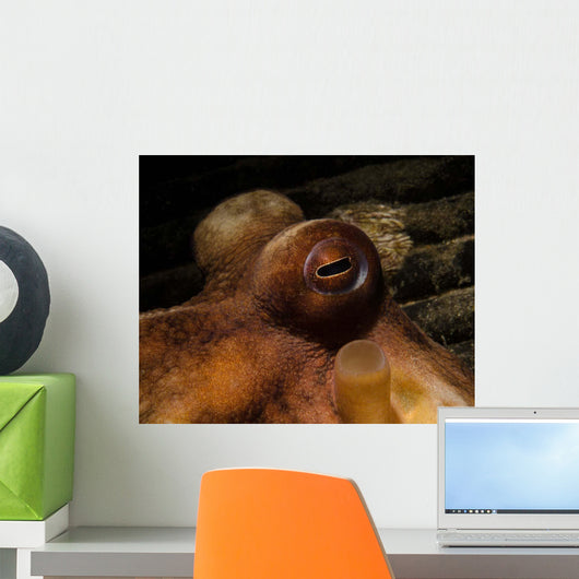 Eye Common Octopus West Wall Decal