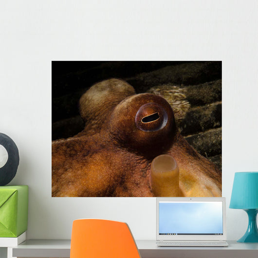Eye Common Octopus West Wall Decal
