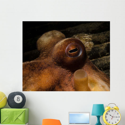 Eye Common Octopus West Wall Decal