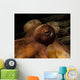 Eye Common Octopus West Wall Decal