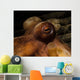 Eye Common Octopus West Wall Decal