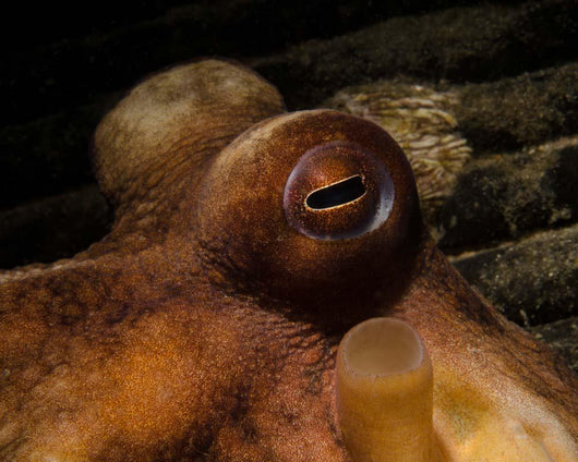 Eye Common Octopus West Wall Decal