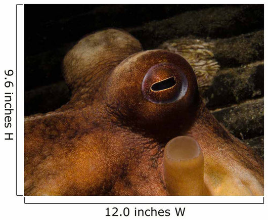 Eye Common Octopus West Wall Decal