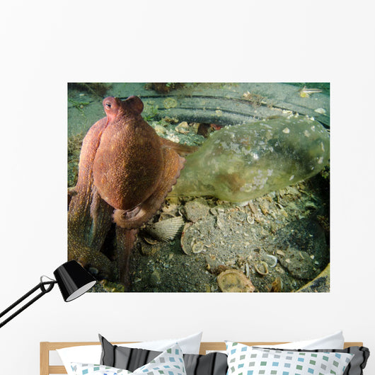 Common Octopus Protects Bottle Wall Decal