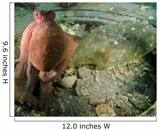 Common Octopus Protects Bottle Wall Decal