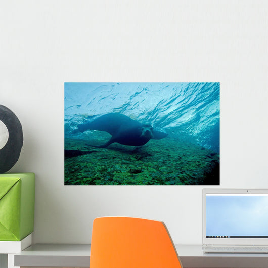 Sea Lion Cabo Pulmo Wall Decal