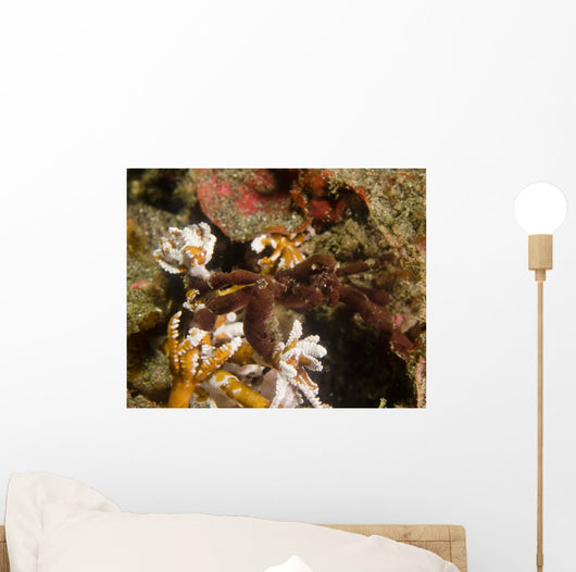 Spider Crab Sulawesi Indonesia Wall Decal