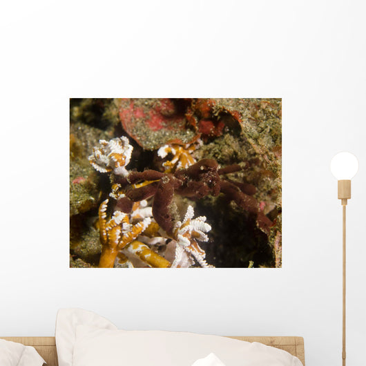 Spider Crab Sulawesi Indonesia Wall Decal