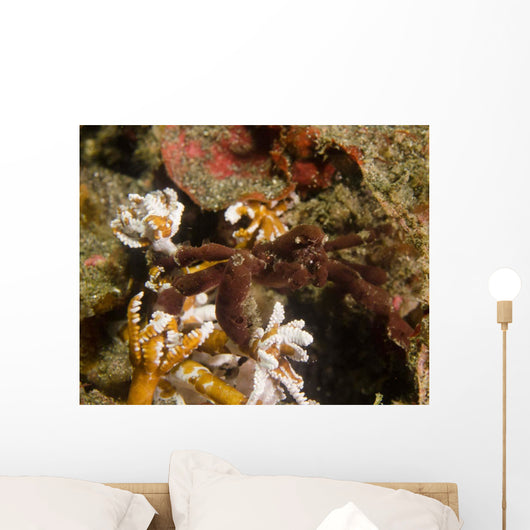 Spider Crab Sulawesi Indonesia Wall Decal