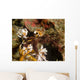 Spider Crab Sulawesi Indonesia Wall Decal