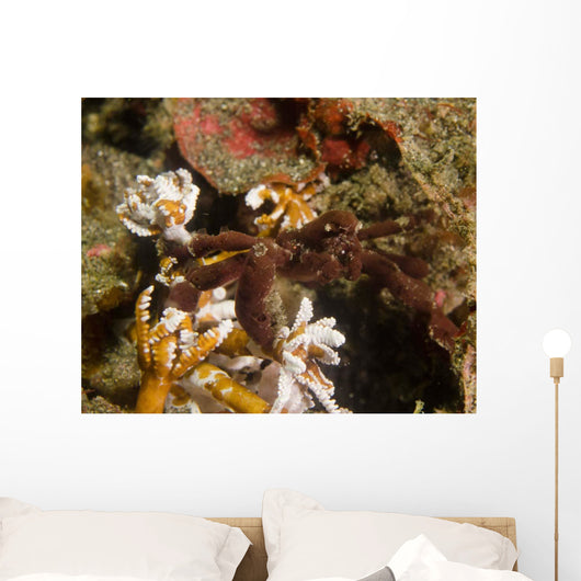 Spider Crab Sulawesi Indonesia Wall Decal