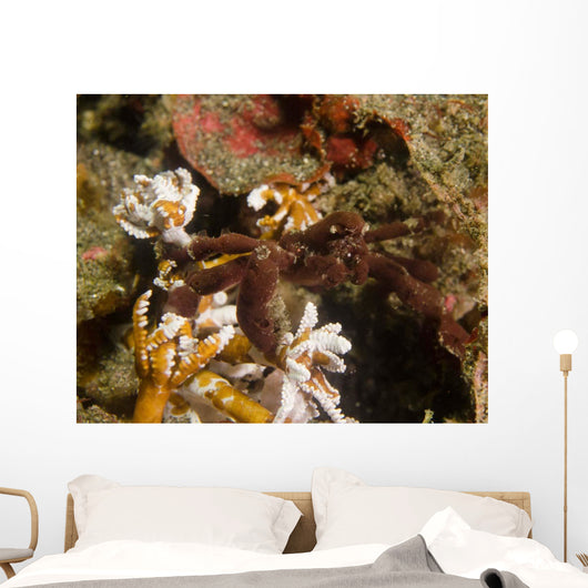 Spider Crab Sulawesi Indonesia Wall Decal