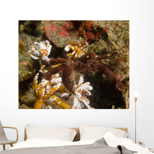 Spider Crab Sulawesi Indonesia Wall Decal