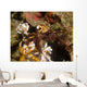 Spider Crab Sulawesi Indonesia Wall Decal