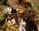 Spider Crab Sulawesi Indonesia Wall Decal