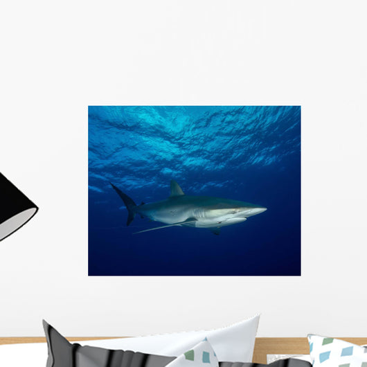 Silky Shark with Embedded Wall Decal