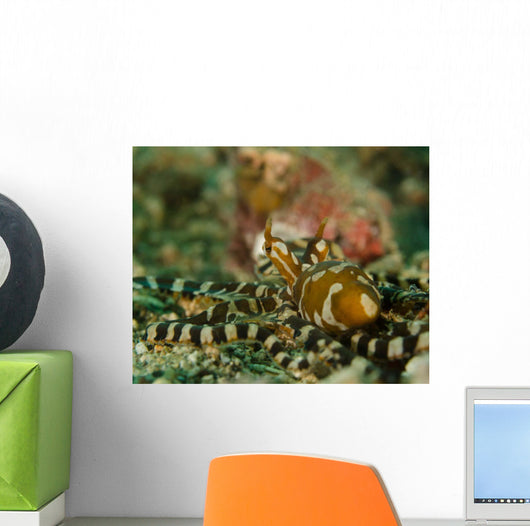 Wonderpus Octopus Indonesia Wall Decal