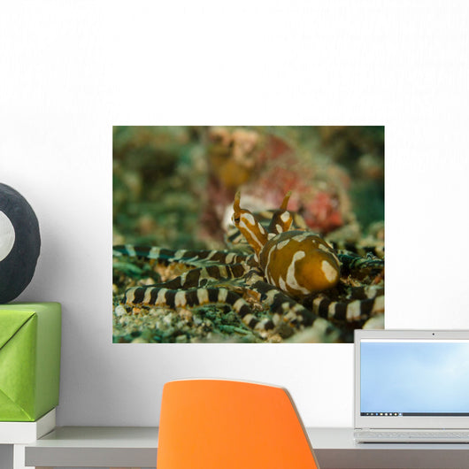 Wonderpus Octopus Indonesia Wall Decal