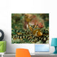 Wonderpus Octopus Indonesia Wall Decal