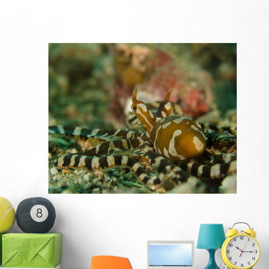 Wonderpus Octopus Indonesia Wall Decal