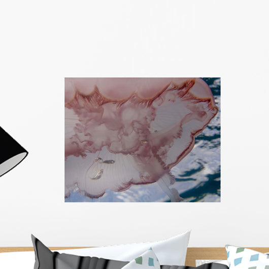 Moon Jellyfish Aurelia Aurita Wall Decal