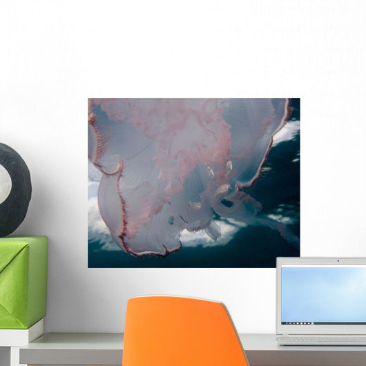 Moon Jellyfish with Small Wall Decal