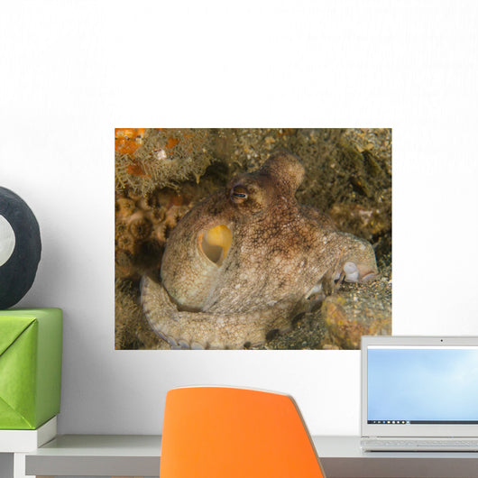 Common Octopus - Octopus Vulgaris Wall Decal