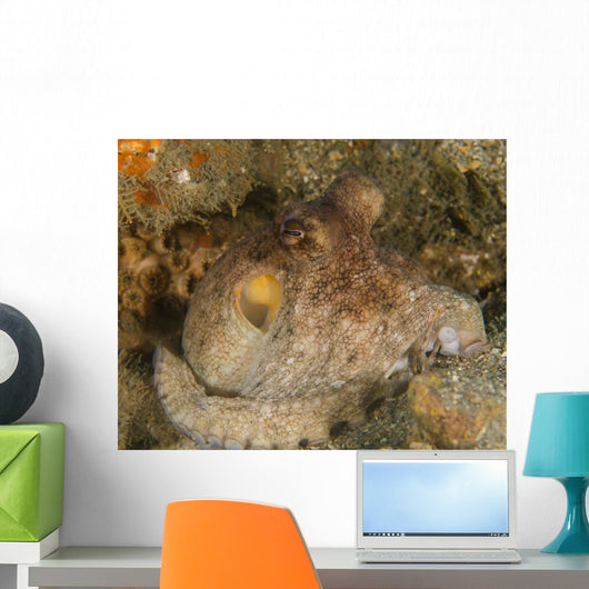 Common Octopus - Octopus Vulgaris Wall Decal