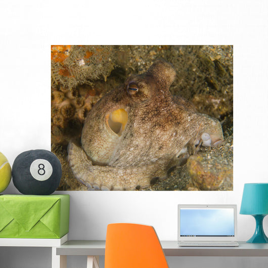 Common Octopus - Octopus Vulgaris Wall Decal