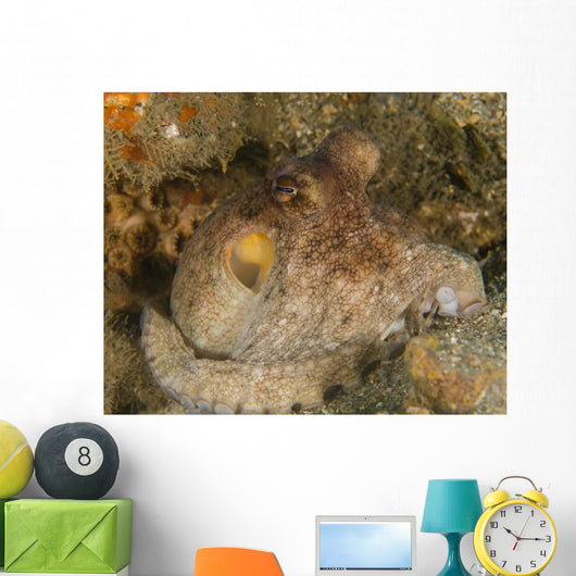 Common Octopus - Octopus Vulgaris Wall Decal