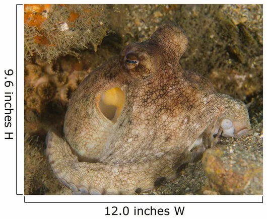 Common Octopus - Octopus Vulgaris Wall Decal