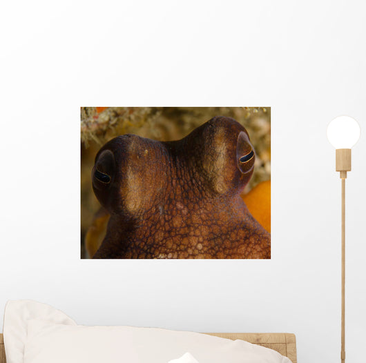 Eyes Common Octopus West Wall Decal
