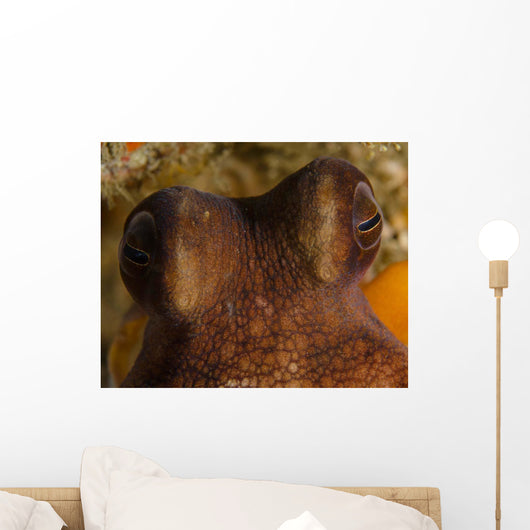 Eyes Common Octopus West Wall Decal