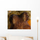 Eyes Common Octopus West Wall Decal