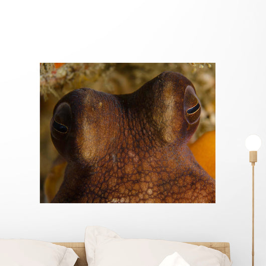 Eyes Common Octopus West Wall Decal