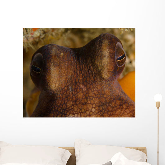 Eyes Common Octopus West Wall Decal
