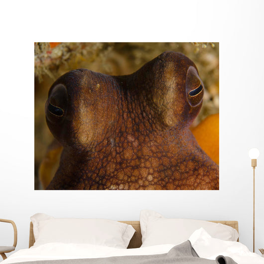 Eyes Common Octopus West Wall Decal