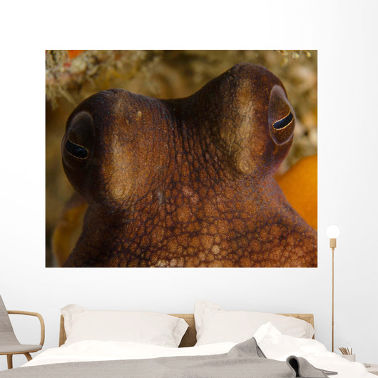 Eyes Common Octopus West Wall Decal