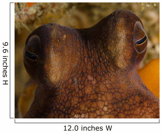 Eyes Common Octopus West Wall Decal