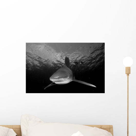 Oceanic Whitetip Shark Cat Wall Decal Design 7
